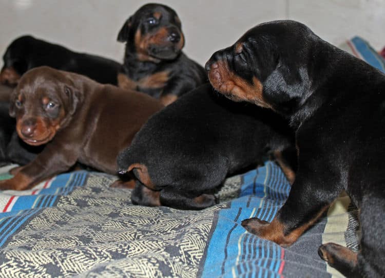 2 week old dobie pups black and rust, red and rust; champion sired