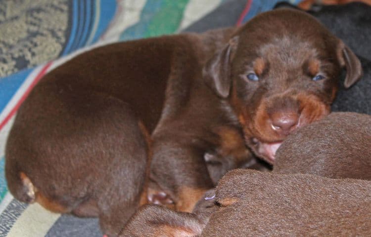 2 week old dobie pups black and rust, red and rust; champion sired