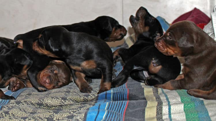 2 week old dobie pups black and rust, red and rust; champion sired