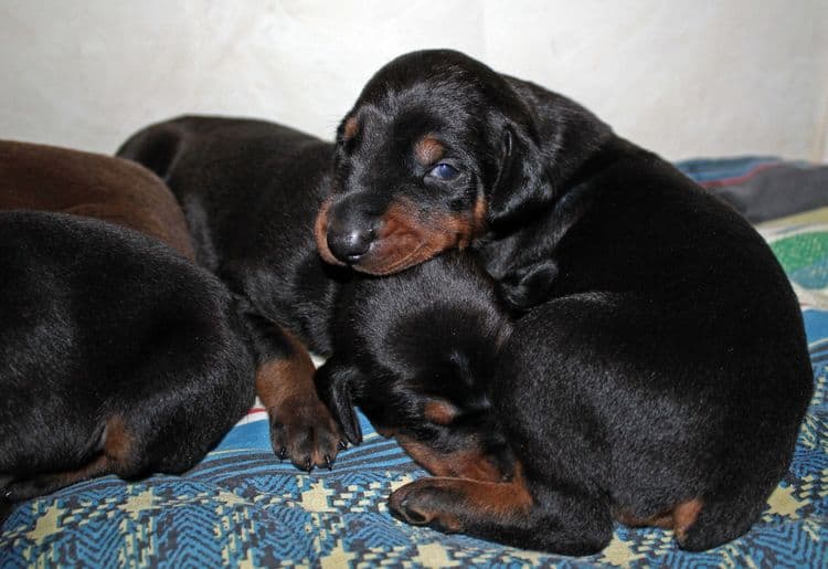 2 week old dobie pups black and rust, red and rust; champion sired