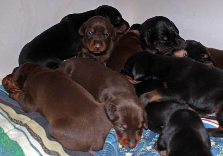 2 week old dobie pups black and rust, red and rust; champion sired