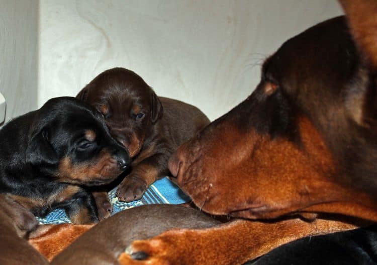 2 week old dobie pups black and rust, red and rust; champion sired