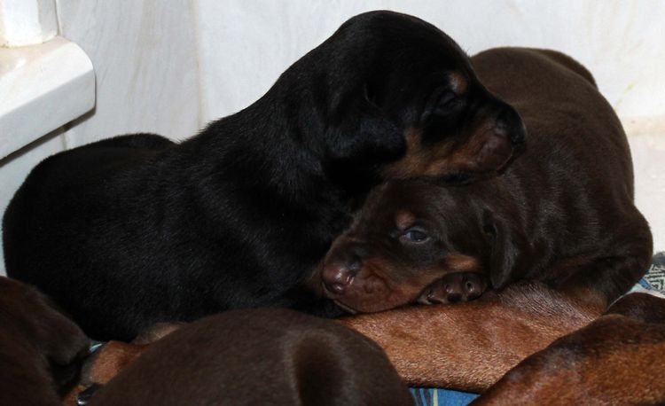 2 week old dobie pups black and rust, red and rust; champion sired