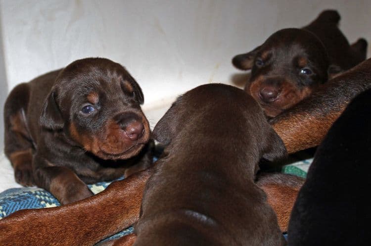 2 week old dobie pups black and rust, red and rust; champion sired