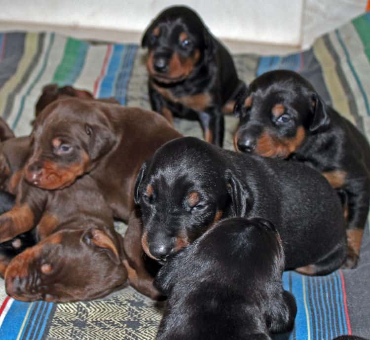 2 week old dobie pups black and rust, red and rust; champion sired