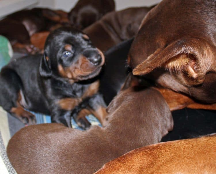 2 week old dobie pups black and rust, red and rust; champion sired