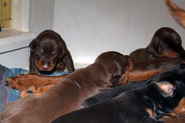 2 week old dobie pups black and rust, red and rust; champion sired