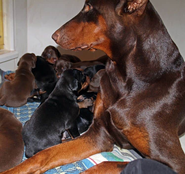 2 week old dobie pups black and rust, red and rust; champion sired