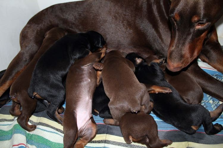 2 week old dobie pups black and rust, red and rust; champion sired