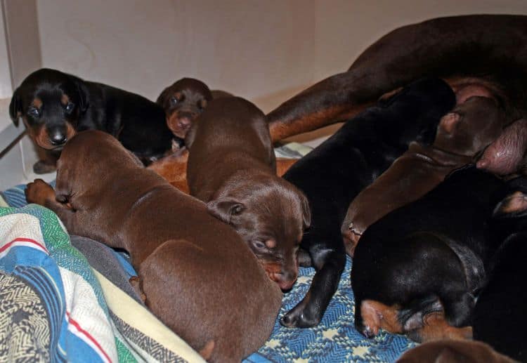 2 week old dobie pups black and rust, red and rust; champion sired