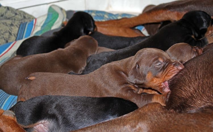 2 week old dobie pups black and rust, red and rust; champion sired