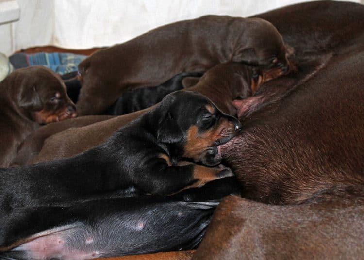 2 week old dobie pups black and rust, red and rust; champion sired