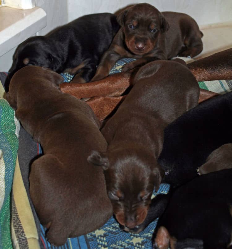 2 week old dobie pups black and rust, red and rust; champion sired