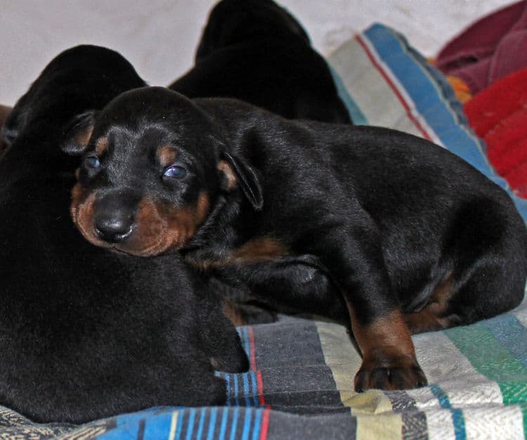 2 week old dobie pups black and rust, red and rust; champion sired