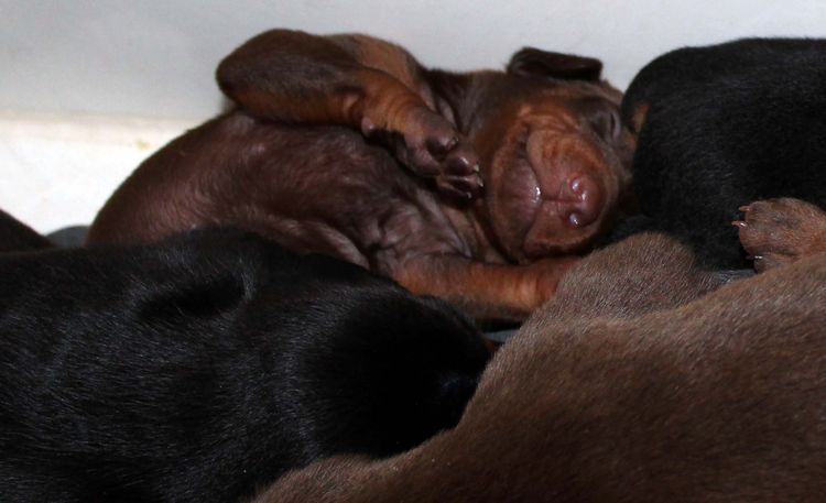 2 week old dobie pups black and rust, red and rust; champion sired