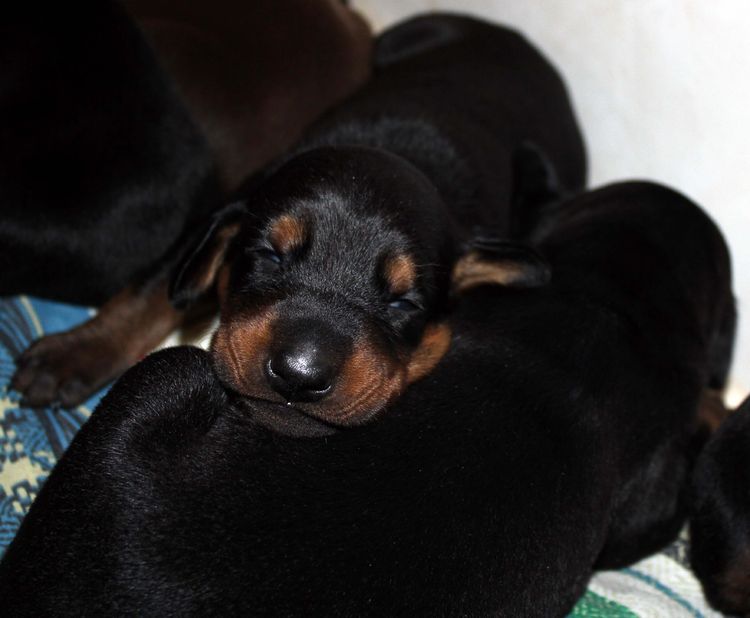 2 week old dobie pups black and rust, red and rust; champion sired