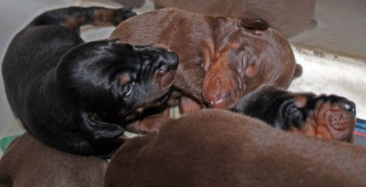 2 week old dobie pups black and rust, red and rust; champion sired