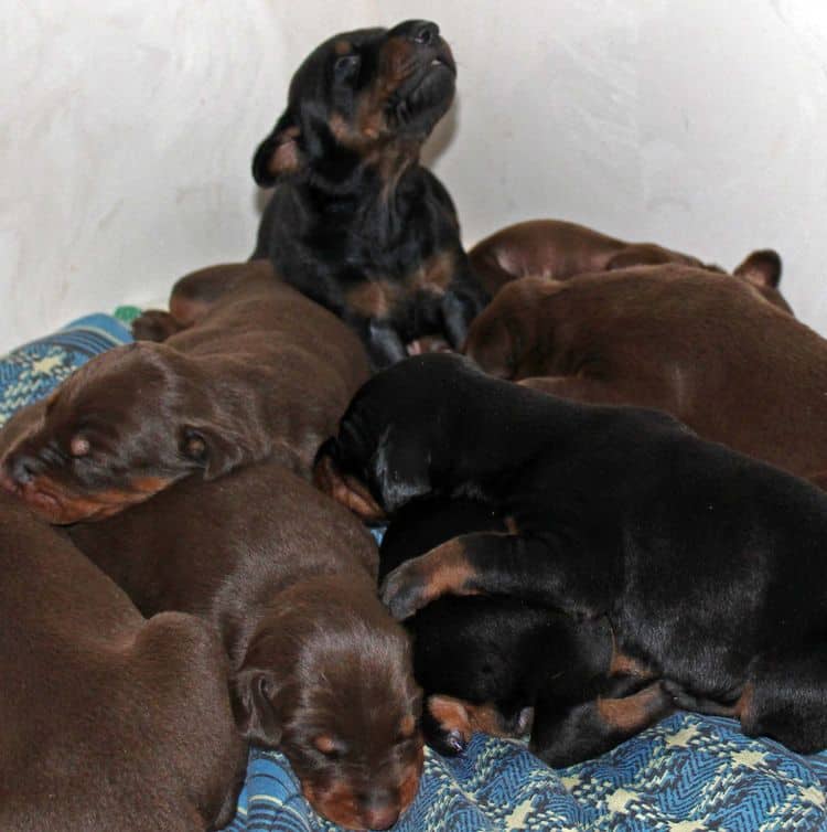 2 week old dobie pups black and rust, red and rust; champion sired