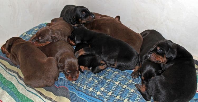 2 week old dobie pups black and rust, red and rust; champion sired