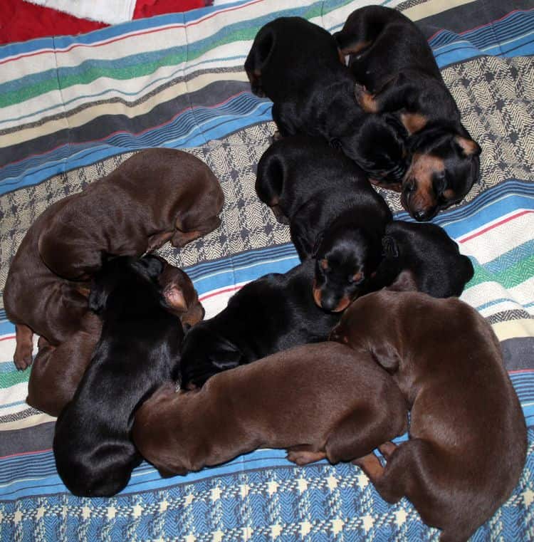 2 week old dobie pups black and rust, red and rust; champion sired