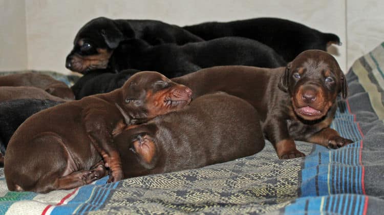 2 week old dobie pups black and rust, red and rust; champion sired