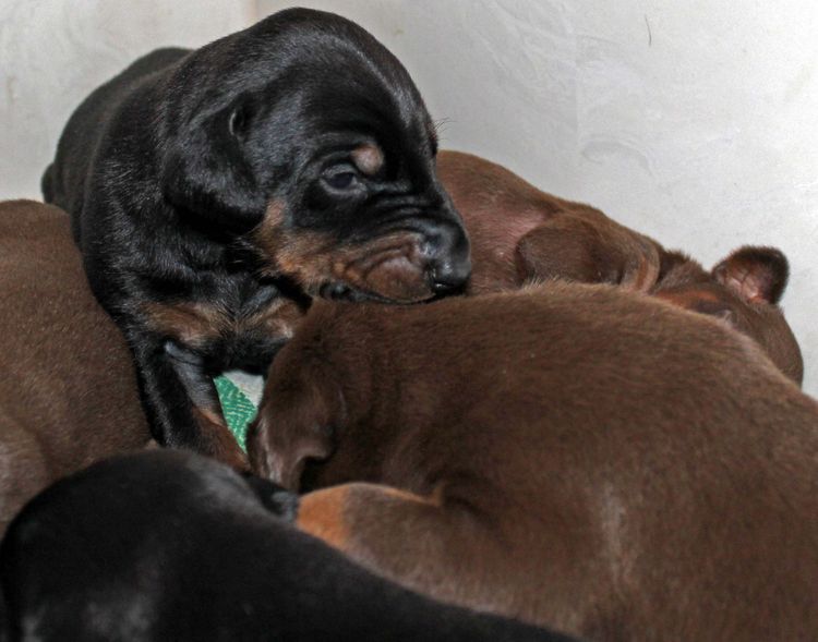 2 week old dobie pups black and rust, red and rust; champion sired