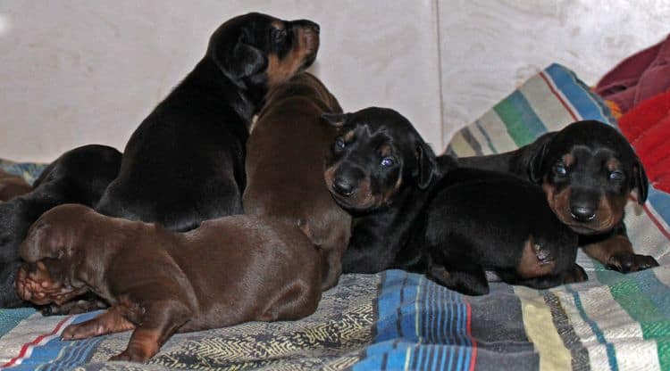 2 week old dobie pups black and rust, red and rust; champion sired