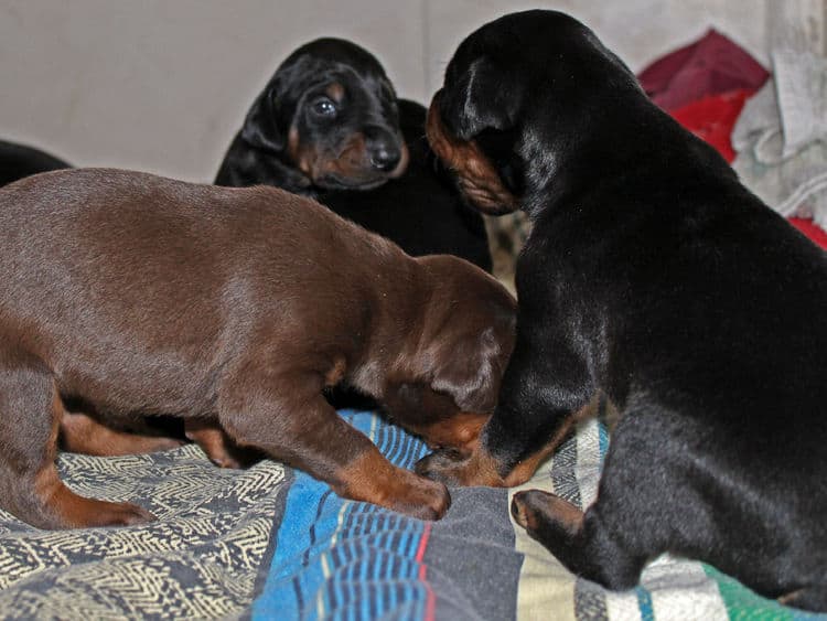 2 week old dobie pups black and rust, red and rust; champion sired