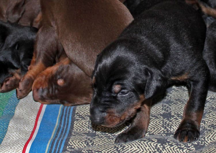 2 week old dobie pups black and rust, red and rust; champion sired