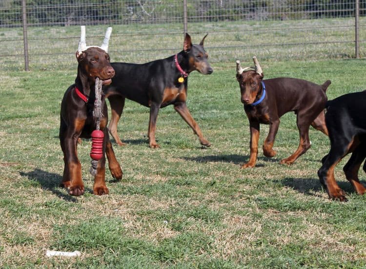 red and rust male doberman pup with ears cropped; champion sired