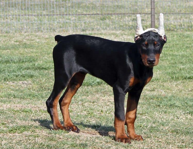 black and rust male doberman pupp; champion sired