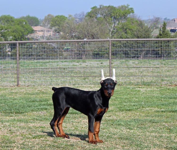 black and rust male doberman pupp; champion sired