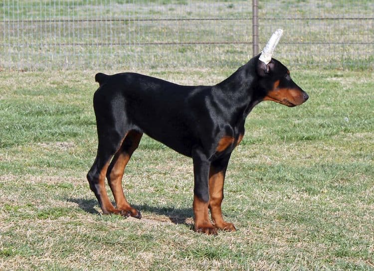 black and rust male doberman pupp; champion sired