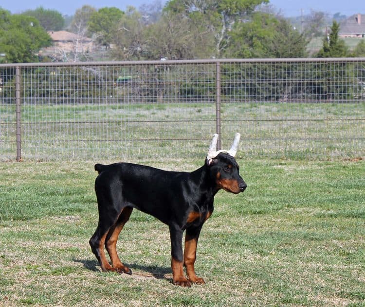 black and rust male doberman pupp; champion sired