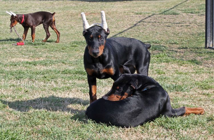 black and rust male doberman pupp; champion sired