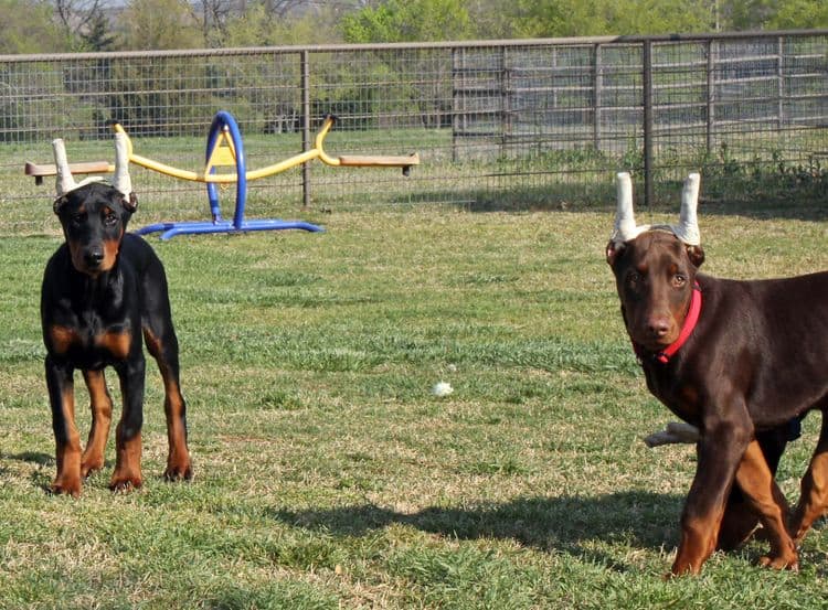 black and rust male doberman pupp; champion sired