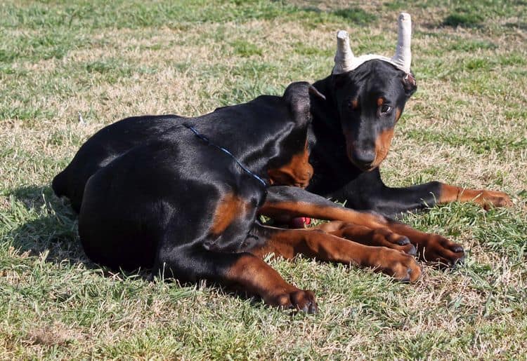 black and rust male doberman pupp; champion sired