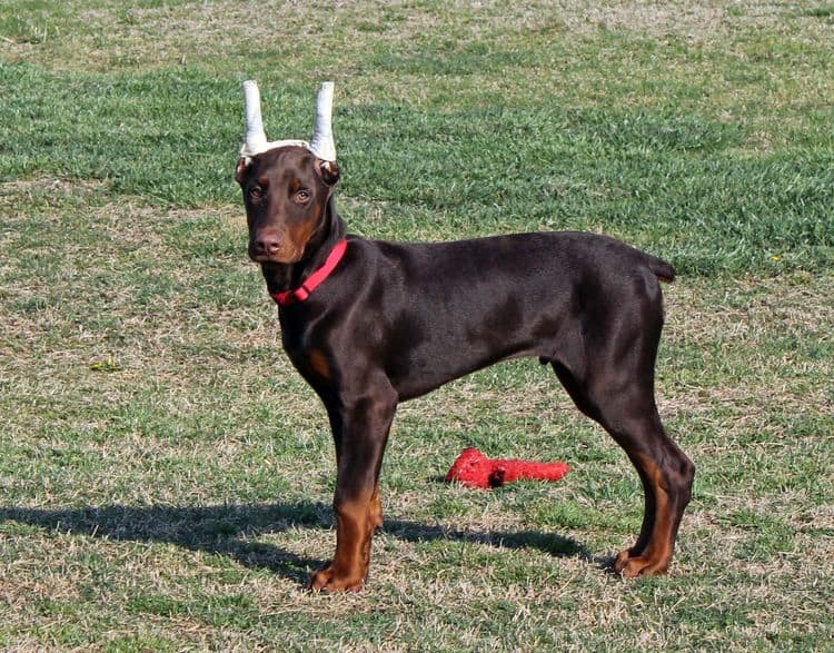 red and rust male doberman pup with ears cropped; champion sired