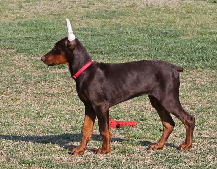 red and rust male doberman pup with ears cropped; champion sired