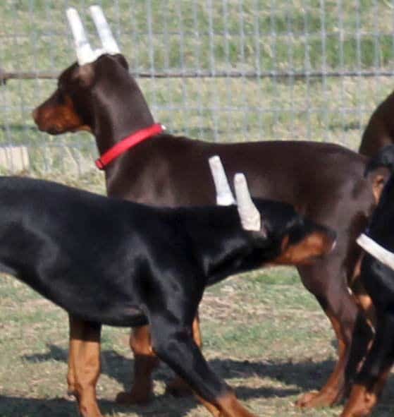 red and rust male doberman pup with ears cropped; champion sired