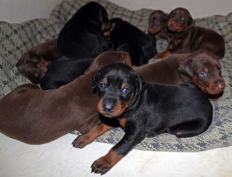 3 week old dobe pups black and rust, red and rust; champion sired