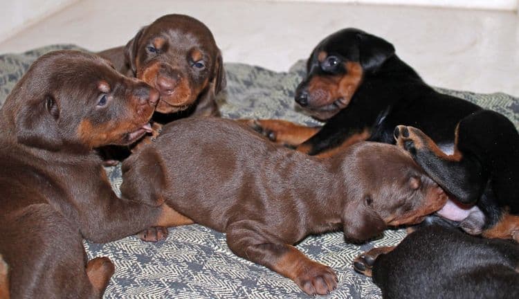 3 week old dobe pups black and rust, red and rust; champion sired