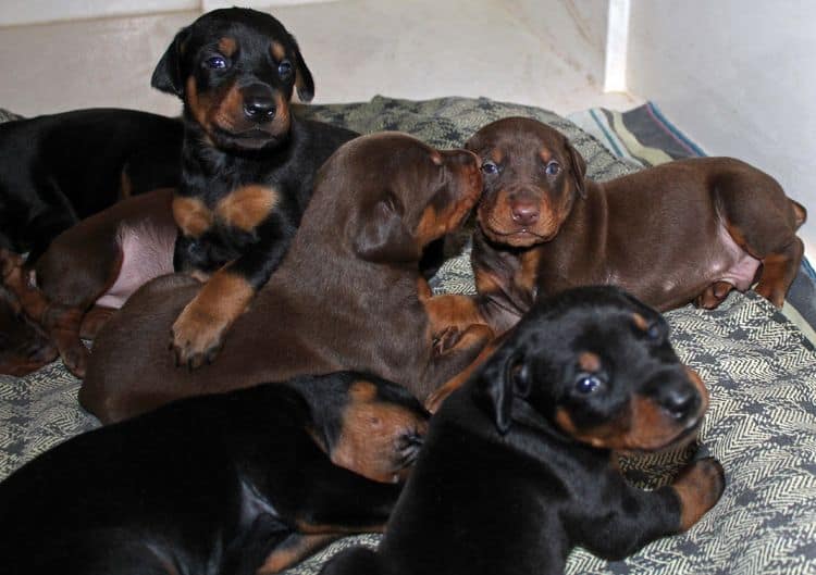 3 week old dobe pups black and rust, red and rust; champion sired