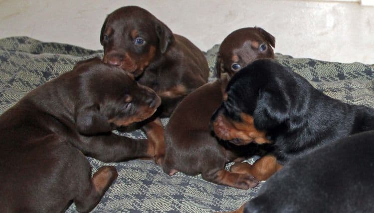 3 week old dobe pups black and rust, red and rust; champion sired