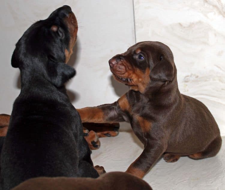 3 week old dobe pups black and rust, red and rust; champion sired