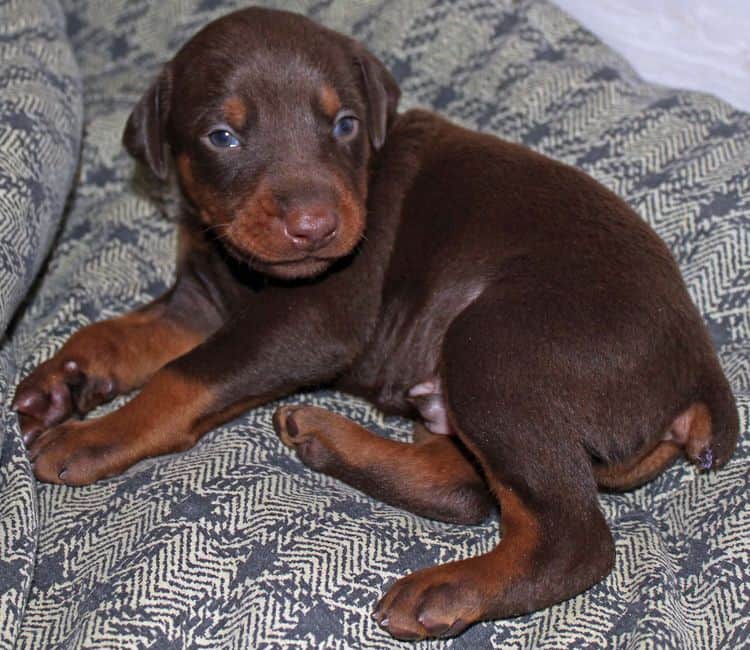 3 week old dobe pups black and rust, red and rust; champion sired