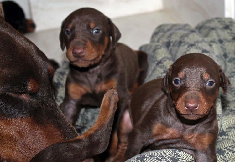 3 week old dobe pups black and rust, red and rust; champion sired