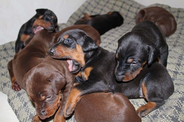 3 week old dobe pups black and rust, red and rust; champion sired