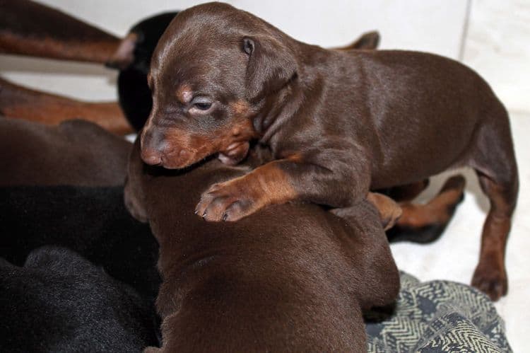 3 week old dobe pups black and rust, red and rust; champion sired