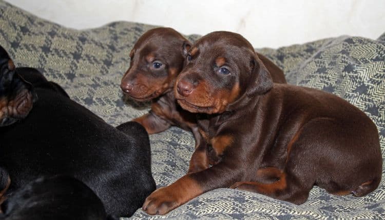 3 week old dobe pups black and rust, red and rust; champion sired